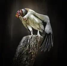 Cseresnjes, Anna: exotický pták