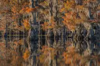 rao, j jenny: Caddo jezero 4