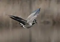 Wallberg, Allan: Husa kanadská (Branta canadensis)