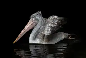Rublina, Natalia: Pelecanus philippensis