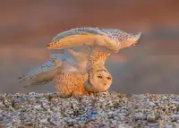 Gu, Zeren: Úžasné oči