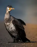 Sobhi, Ahmed: Roztomilost