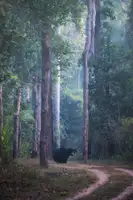Swapnil: Medvěd lenochod