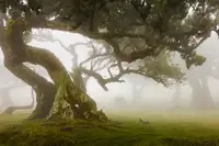 Rogaczewska: Tajemný les s krávou