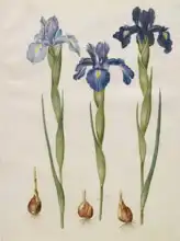Holtzbecher, Johannes: Iris xiphioides