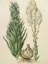 Holtzbecher, Johannes: Lilium candidum monstrosum