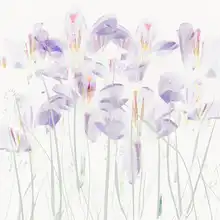 Talen, Nel: Krokusy v trávě