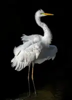 Caterina, Walter: Ardea alba