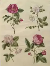 Holtzbecher, Johannes: Rosa gallica