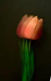 GİRGİN, HÜSEYİN: Rumělkový tulipán