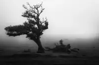 Morávek, Martin: Fanal #2