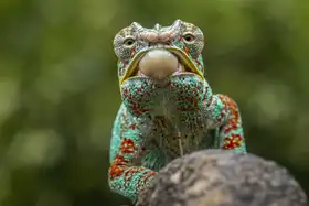 Setiadi, Ajar: chameleon