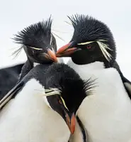 Marques, Amy: Rockhopper Penguin Headbangers Ball