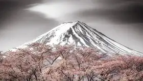 Mitamura, Takeshi: Sakura Fudži