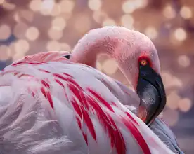 Esposito, Ed: Plameňák v zoo