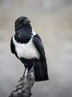 Guillemot, Mathilde: Portrét vrány strakaté