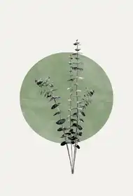 Studio, Miuus The: Eukalyptus a zelený měsíc