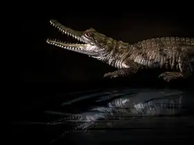 Ma, Frank: Dítě krokodýla