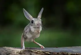 Suharini, Mieke: Mini klokan
