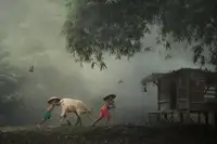 Herliyanto, Gatot: Pasení krávy