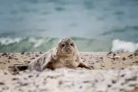 Firešová, Michaela: Tuleně na pláži