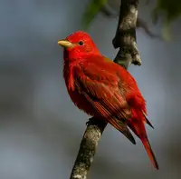 Haddix, Steven: Letní tanager
