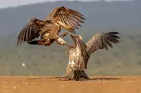 Catta, Alessandro: Vulture boj