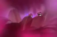 Nan, Juliana: Nesmrtelná láska...II