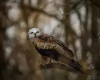 Firešová, Michaela: Odpočívající drak