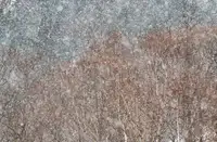 Swapnil: chumelenice