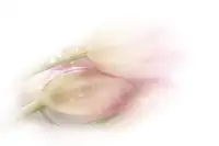 Eisele, Stefan: Dojemný