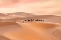 Simon, Ricky: Sahara