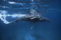 Gabriel, Barathieu: Keporkak na břehu Iris