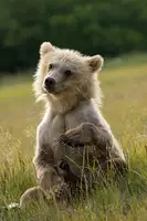 Gill, Barbara: Ahoj světe