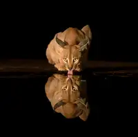 LI, MIN: Caracal