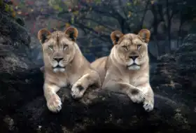 Hunt, Shannon: Dvojčata