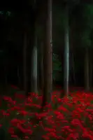 Kikuchi, Masato: sytě červený koberec