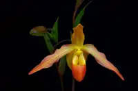 Zhou, Steven: Orchidej