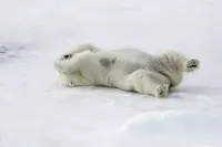 Wiener, Iris: Hra na schovávanou