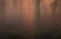 Maier, Norbert: Zářící ranní les