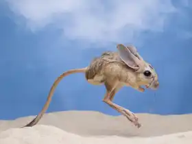 Setiadi, Ajar: skákací jerboa