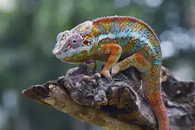 Oesin, Dikky: Chameleon panter na stromě