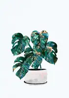 Manovski, Sarah: Pokojová rostlina Monstera