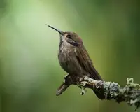 Acevedo, Pérez Lisandro: Colibri delphinae