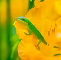 He, Mike: Zelený anolis v květu