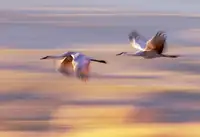 Z, Leechee: Rozpětí křídel