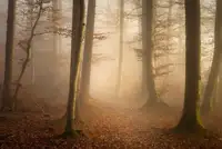 Maier, Norbert: Listopadový les