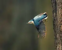 Cai, Xiao: Pták - brhlík bílý