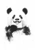 Solti, Balazs: Legrační panda