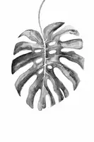 Blursbyai, Laiz Rosana: BW monstera list